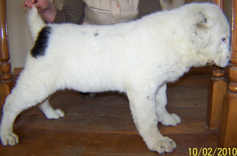 bete_stoikashi_013.jpg