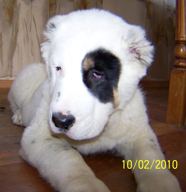 bete_stoikashi_017.jpg