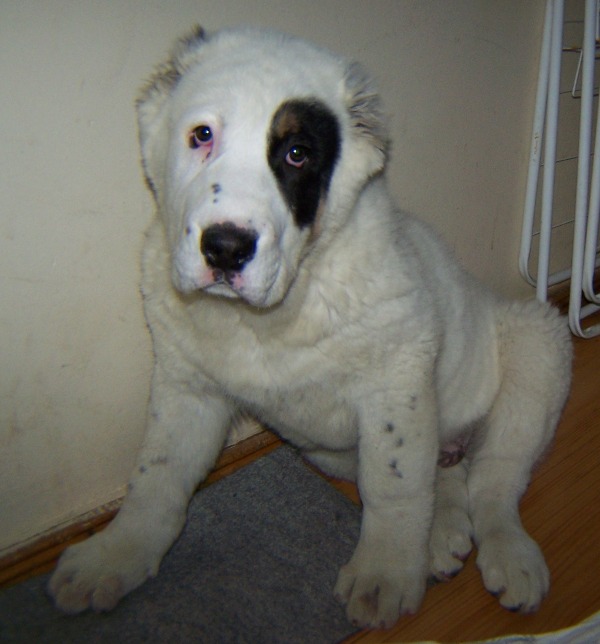 bete_stoikashi_025.jpg