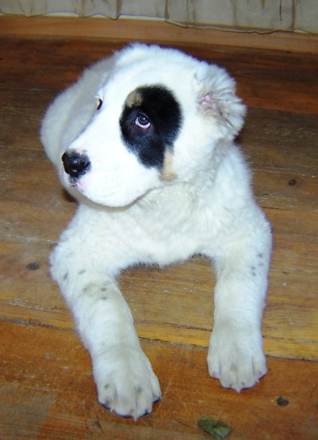 bete_stoikashi_023.jpg