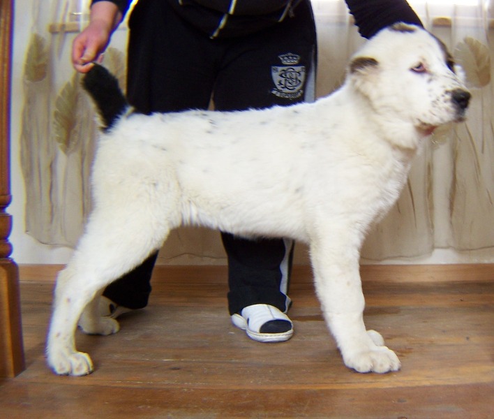 gogushkebi_stoikashi_021.jpg
