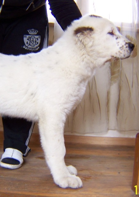 gogushkebi_stoikashi_020.jpg