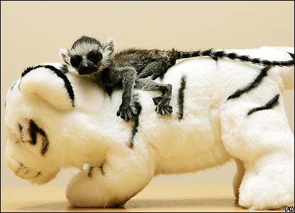 _42627571_lemur_gal3.jpg
