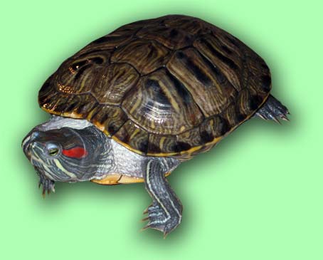 trachemys_scripta1.jpg