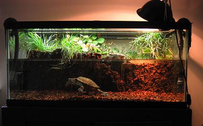 awesome_turtle_tank1.jpg