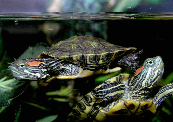 wturtle27w.jpg