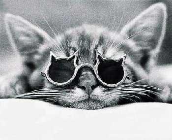 2347730404_polls_cat_with_glasses_4047_259182_poll_xlarge_xlarge_xlarge.jpeg