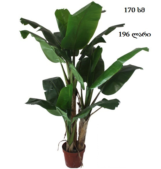 banana_palm.jpg