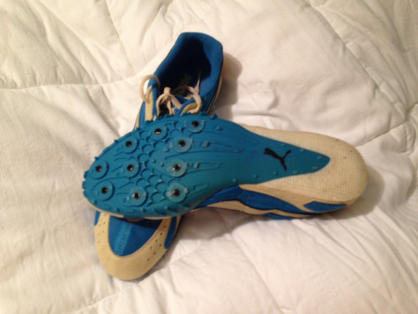 puma3.jpg