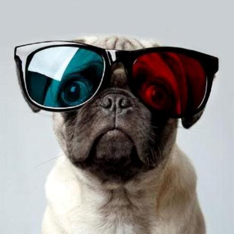 funny_dog_picture_53.jpg