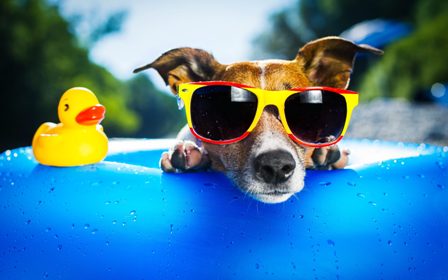 Dog_Wearing_Sunglasses_Wallpaper.jpg