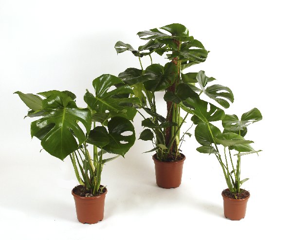 grp_monstera.jpg
