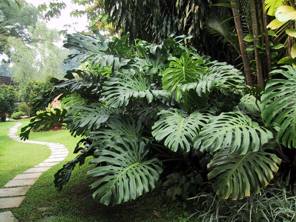 Monstera_deliciosa3.jpg