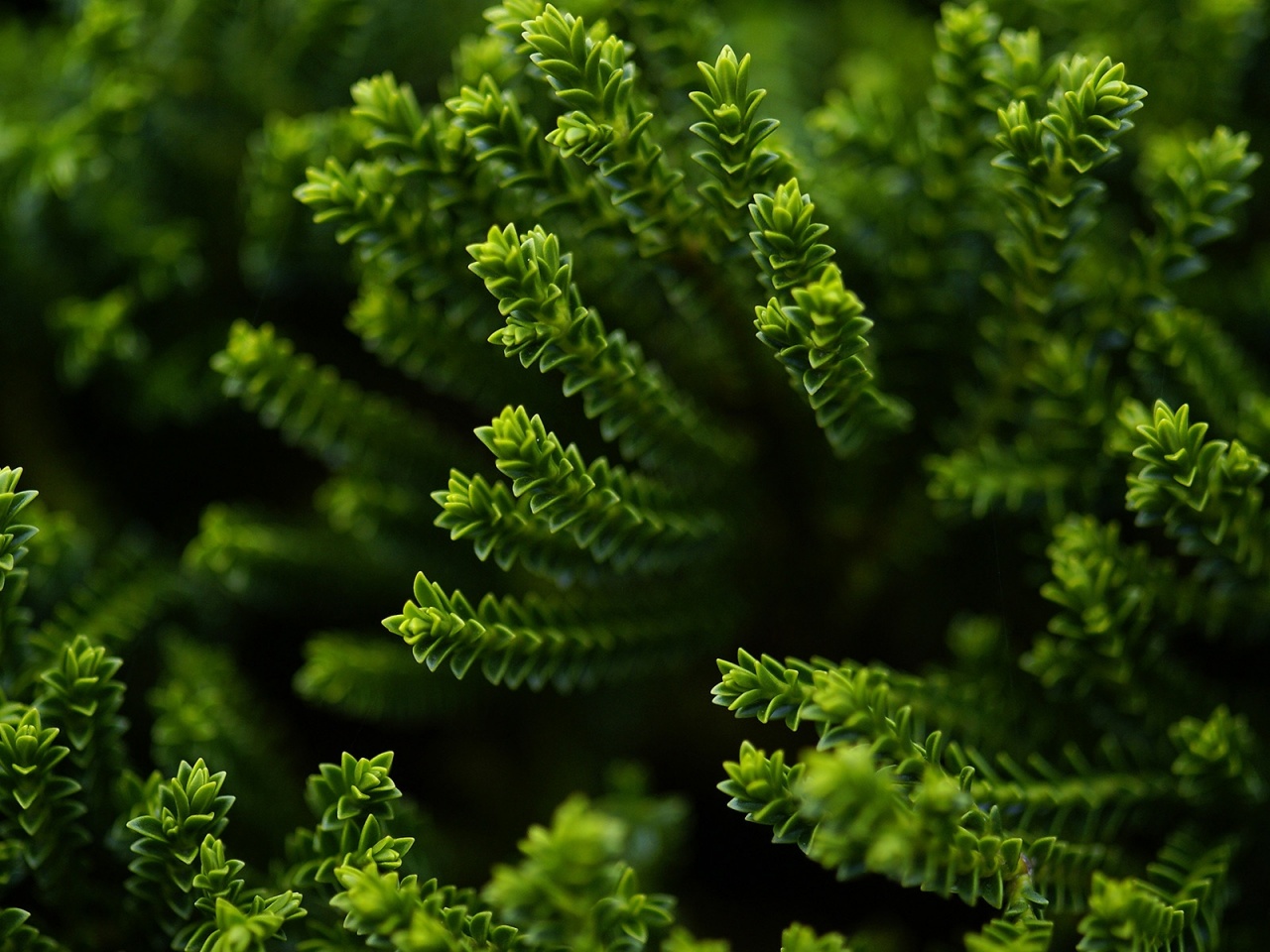 green_plant_1280x960.jpg