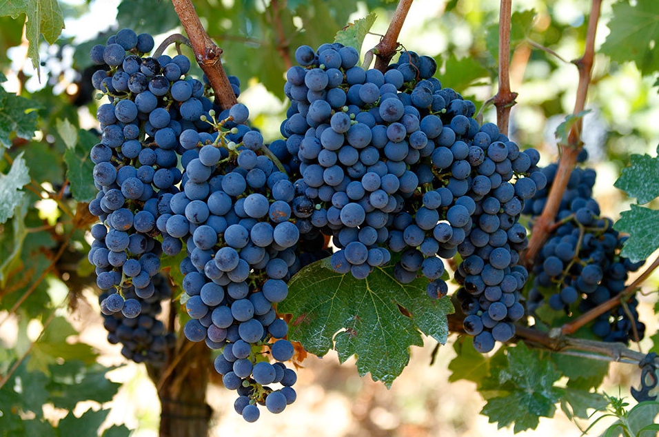cabernet_sauvignon.jpg