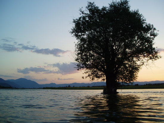 treewater.jpg