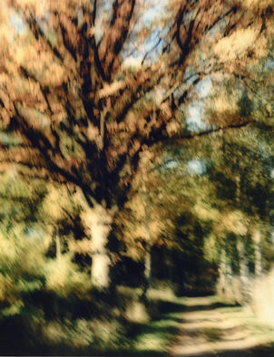 autumn_tree_1056719732.jpg
