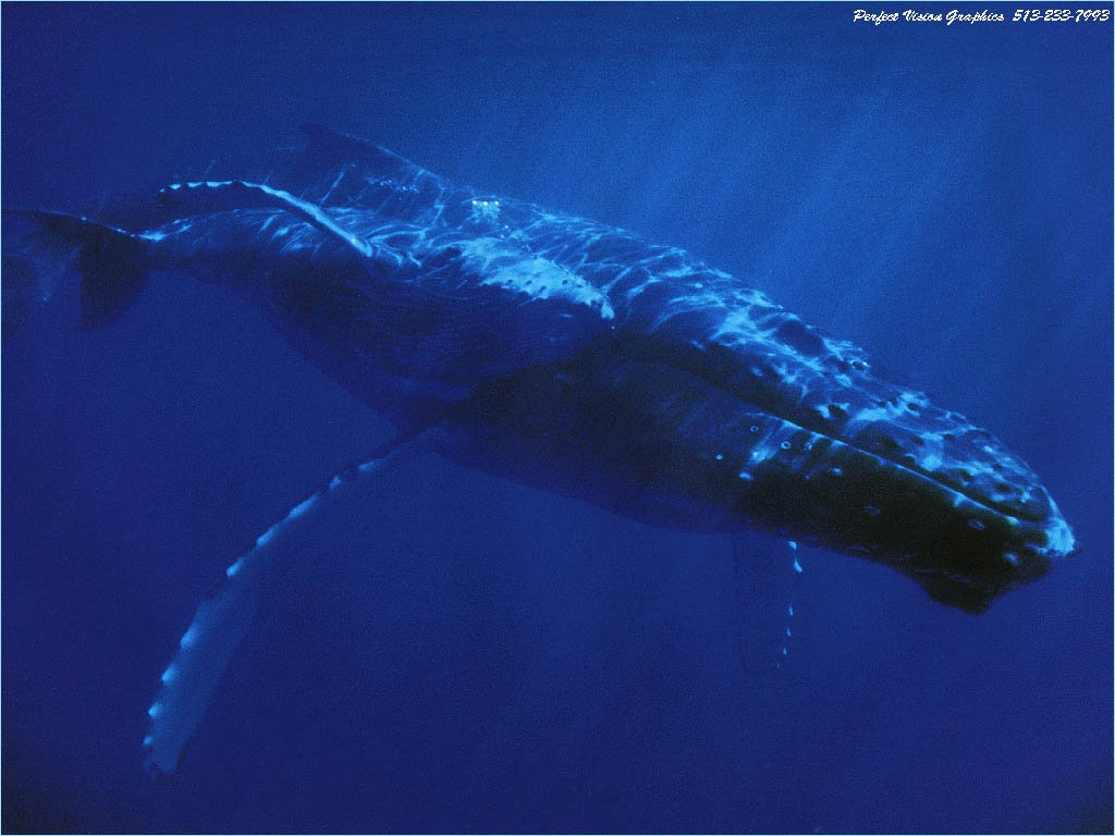 baleines_014_1_.jpg