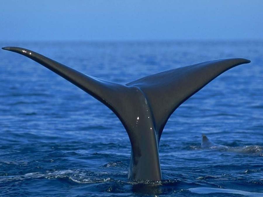 baleines_009_1_.jpg
