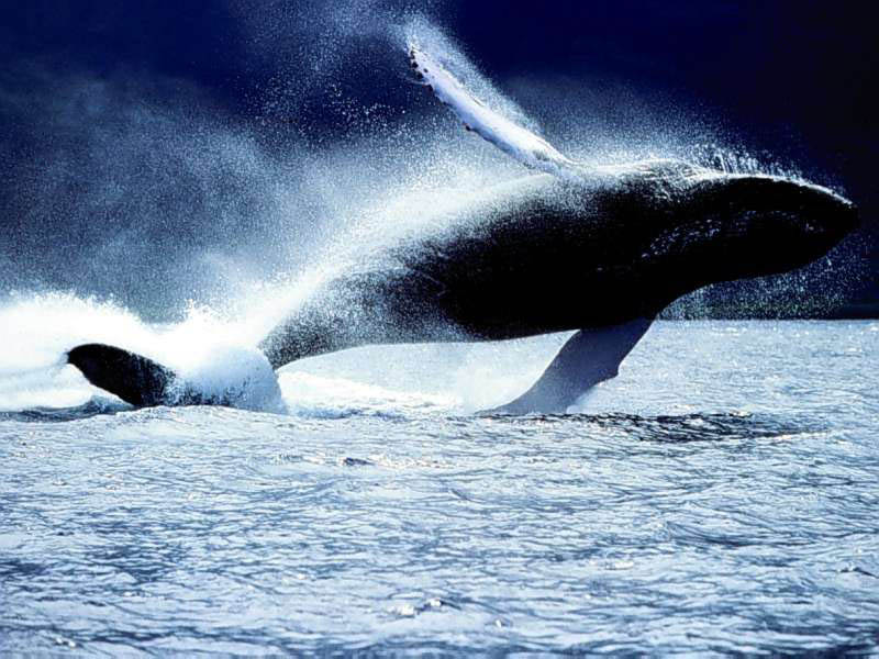 Sea_20Life_2001.jpg
