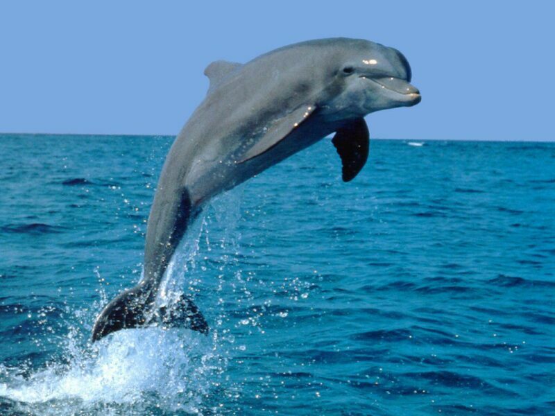 Sea_20Life_2012.jpg