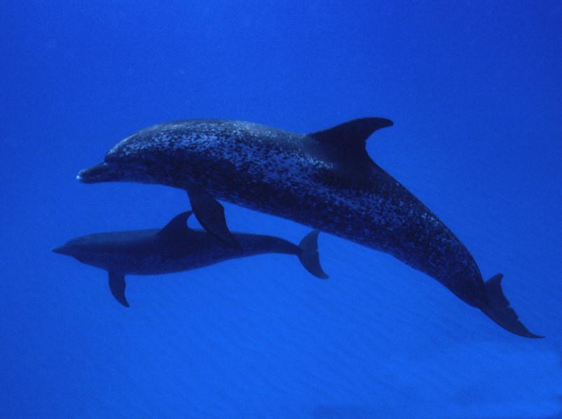 dolphin_.jpg