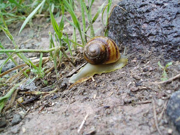 snail.jpg