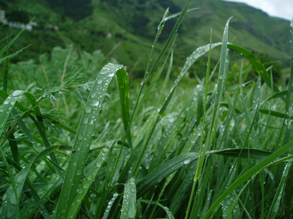 grass.jpg