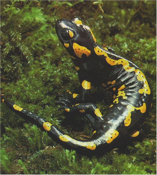 salamandersalamandra.jpg