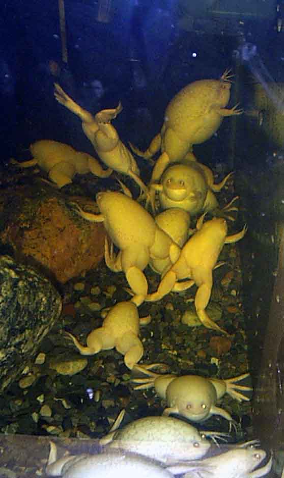 frogs.jpg