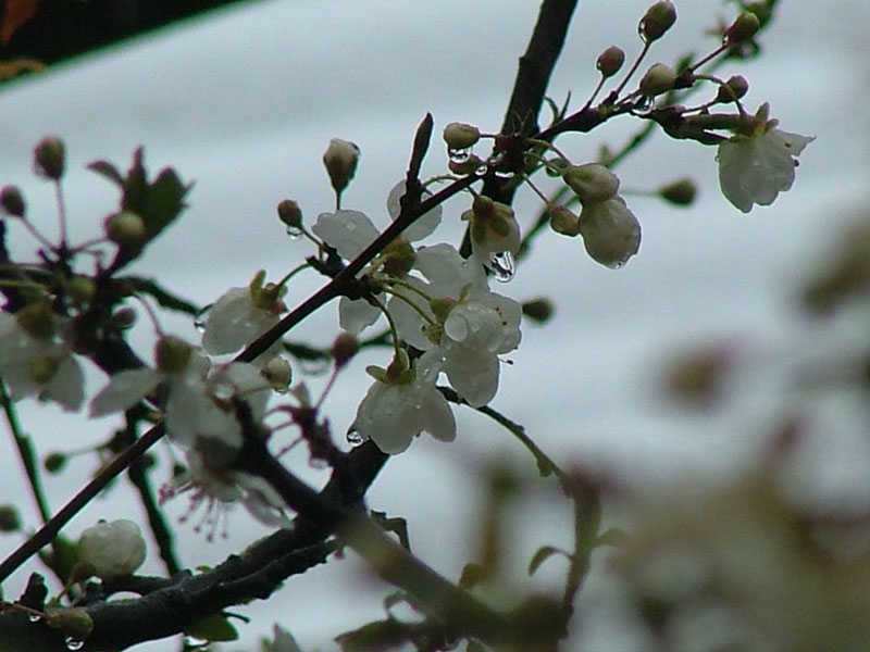 DSCF5617.jpg