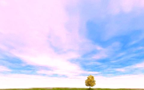 tree_sky.jpg