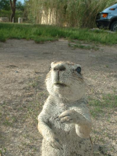 18_FEB_03___GROUND_SQUIREL_ETOSHA_GAME_RESERVE_3.jpg
