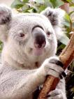 koala3.jpg