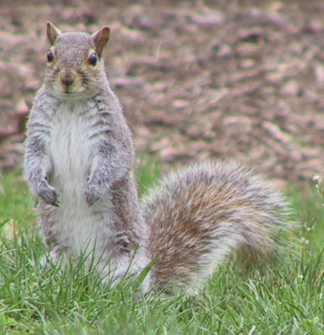 squirrel_0247a.jpg