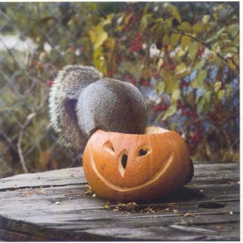 SquirelPumpkin.jpg