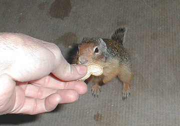 squirel2.jpg