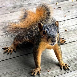 squirrel.jpg