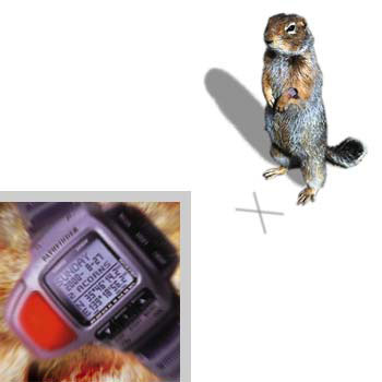 belka_softup_full_1_.jpg