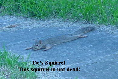 de__s_squirel.jpg