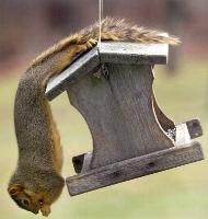 birdfeeder_squirel.jpg