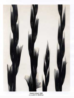 Gladioli__Glad__1998_reduced_web.jpg