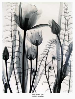 16x20_Tulip_Garden_2001_reduced_web.jpg