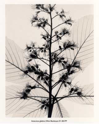 Aesculus_glabra__Ohio_Buckeye__reduced_web.jpg