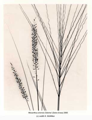 Miscanthus_sinensis___Zebrina____Zebra_Grass__2000_reduced_web.jpg