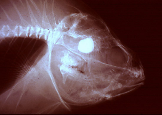 Sheepshead_Lateral_XRay.JPG