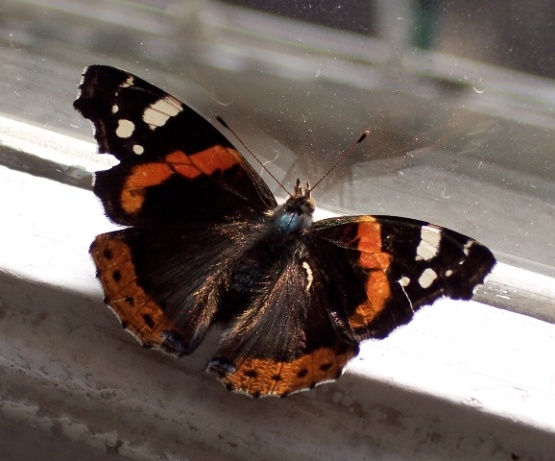 BUTTERFLY.JPG