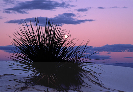 Moonset_thru_Yucca.jpg
