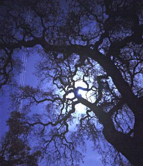 full_moon_oak1.jpg