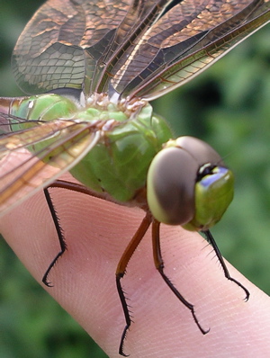 dragonfly_finger_sml.jpg